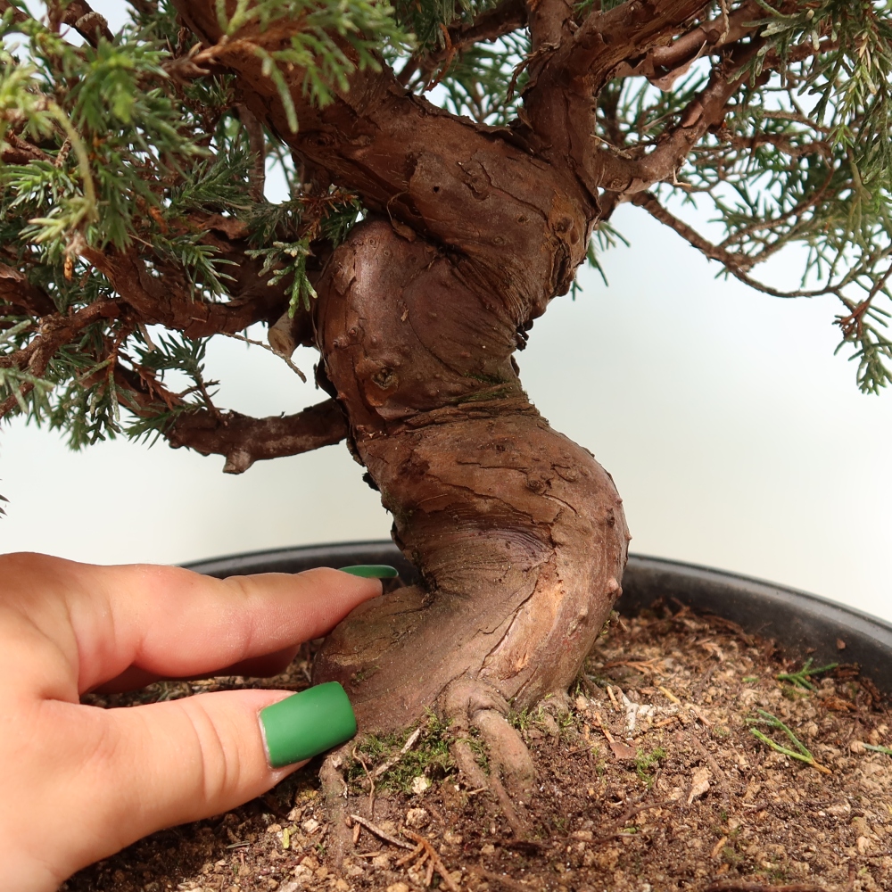 Outdoor Bonsai - Juniperus chinensis Itoigawa - Chinese Juniper