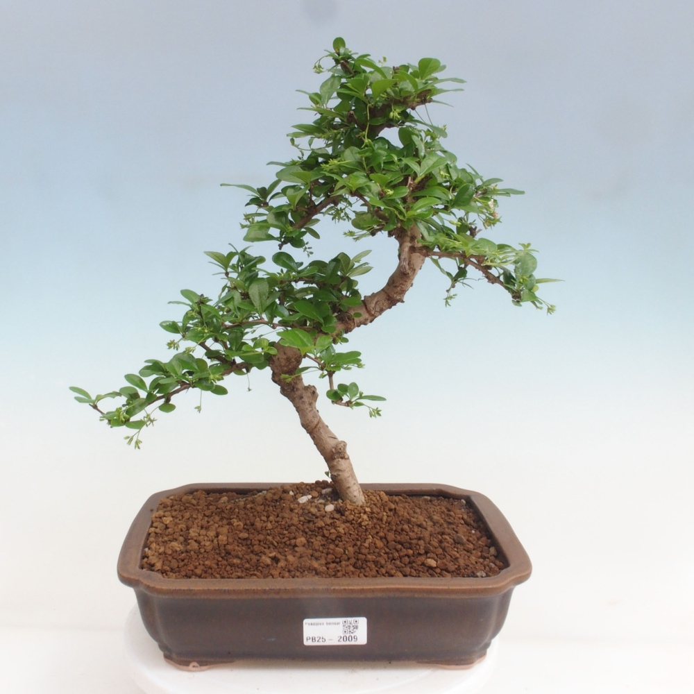 Room bonsai - Carmona macrophylla - Tea fuki