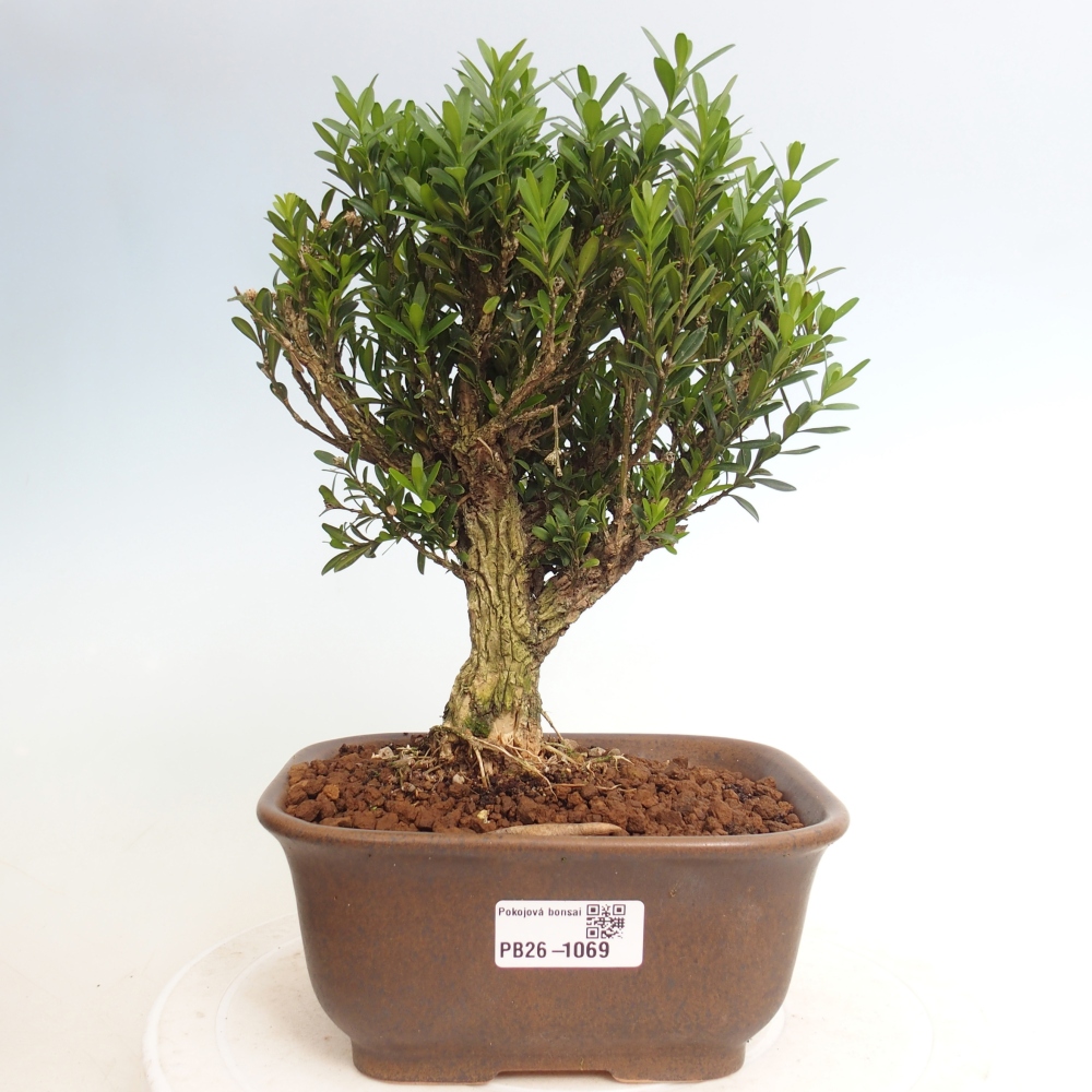 Room bonsai - Buxus harlandii - cork buxus