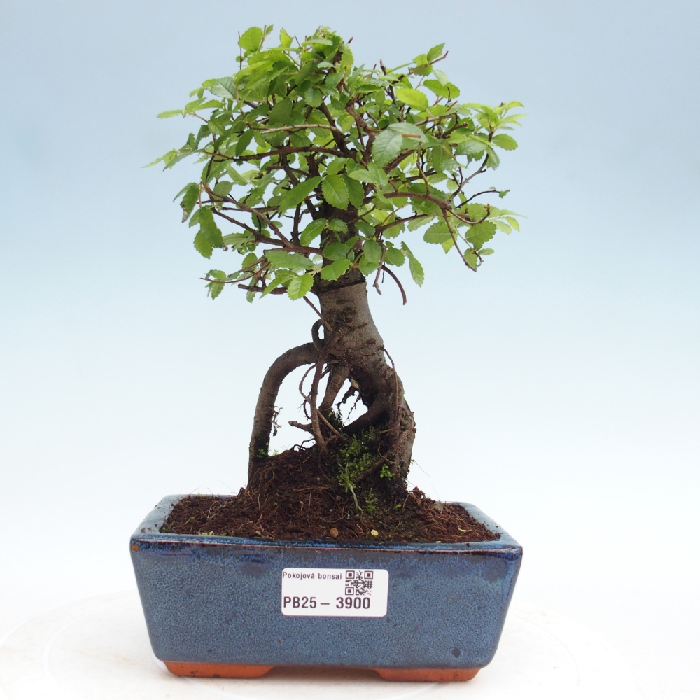Room bonsai - Ulmus parvifolia - Small-leaved elm