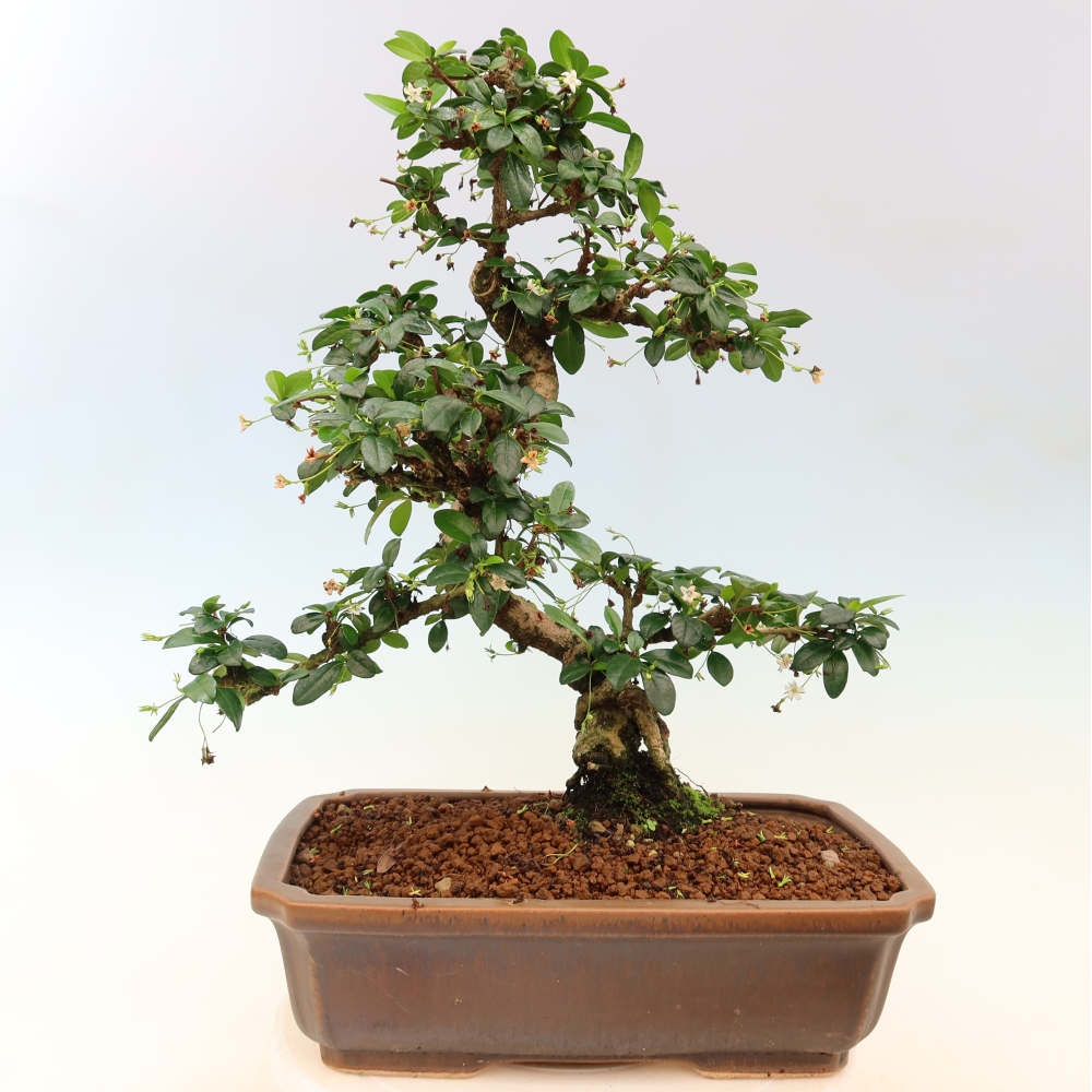Room bonsai - Carmona macrophylla - Tea fuki