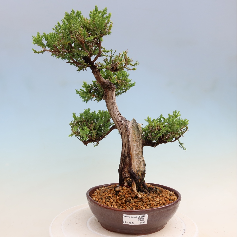 Outdoor Bonsai - Juniperus squamata – Scaly Juniper
