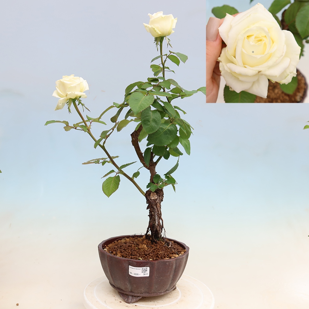 Outdoor Bonsai - Rosa Kordes - Rose