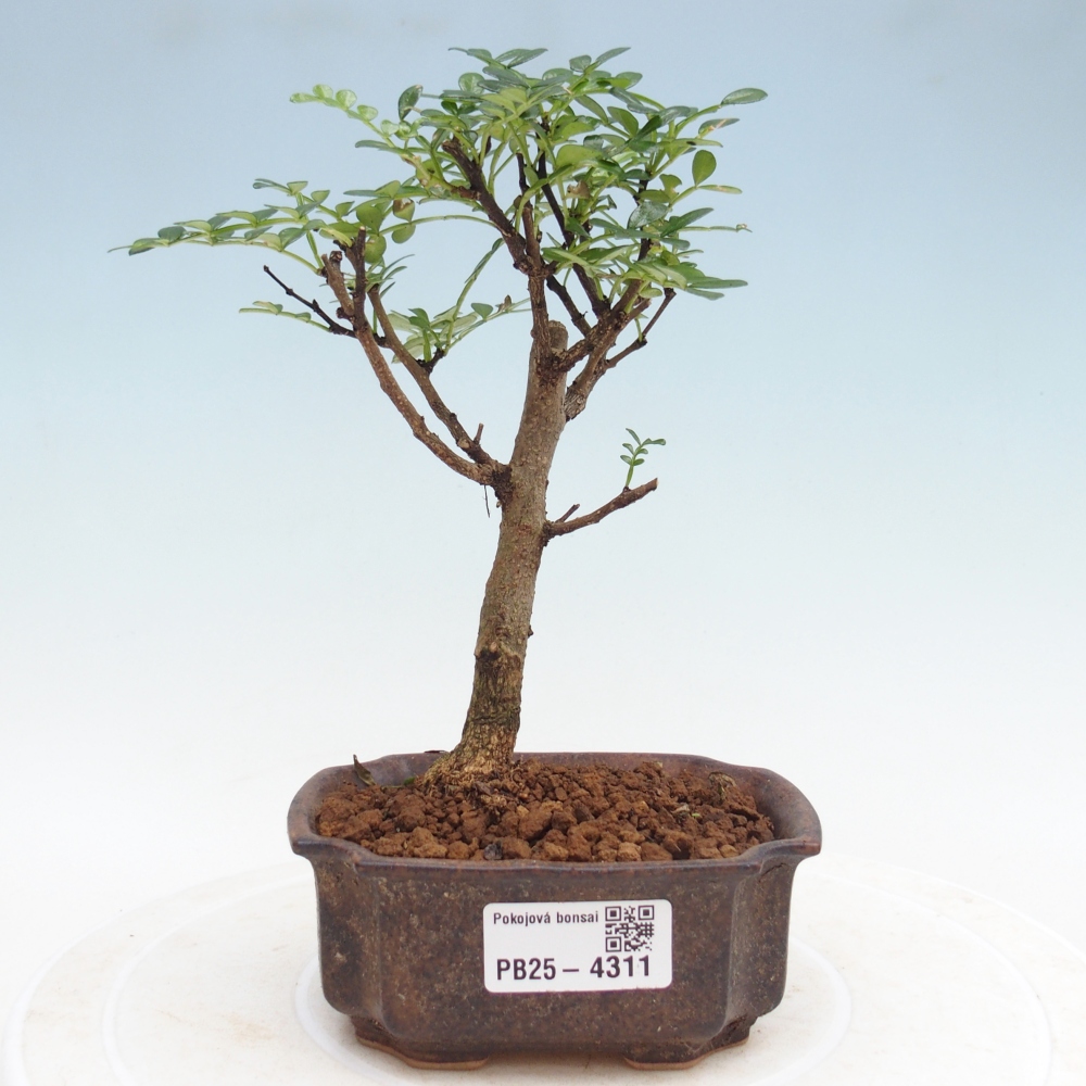 Room bonsai - Zantoxylum piperitum - pepper tree