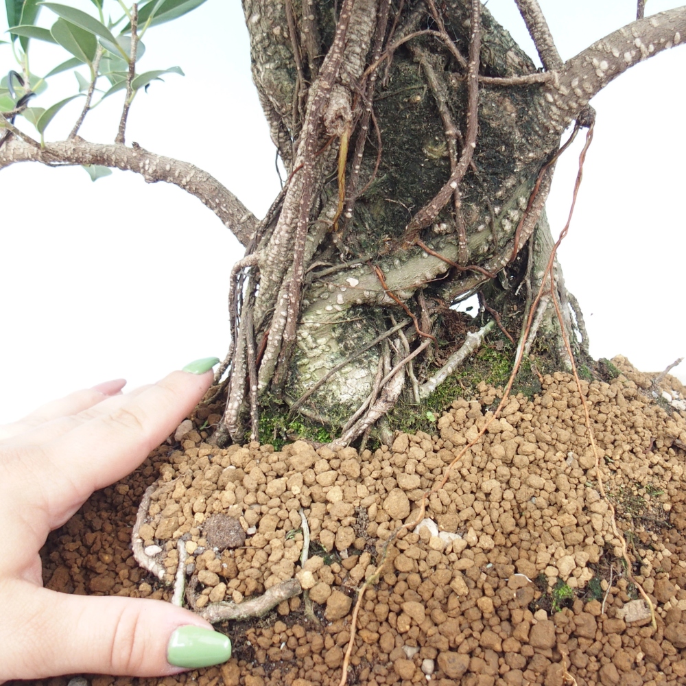 Room bonsai - Ficus kimmen - small-leaved ficus - PERSONAL COLLECTION ONLY or pallet transport