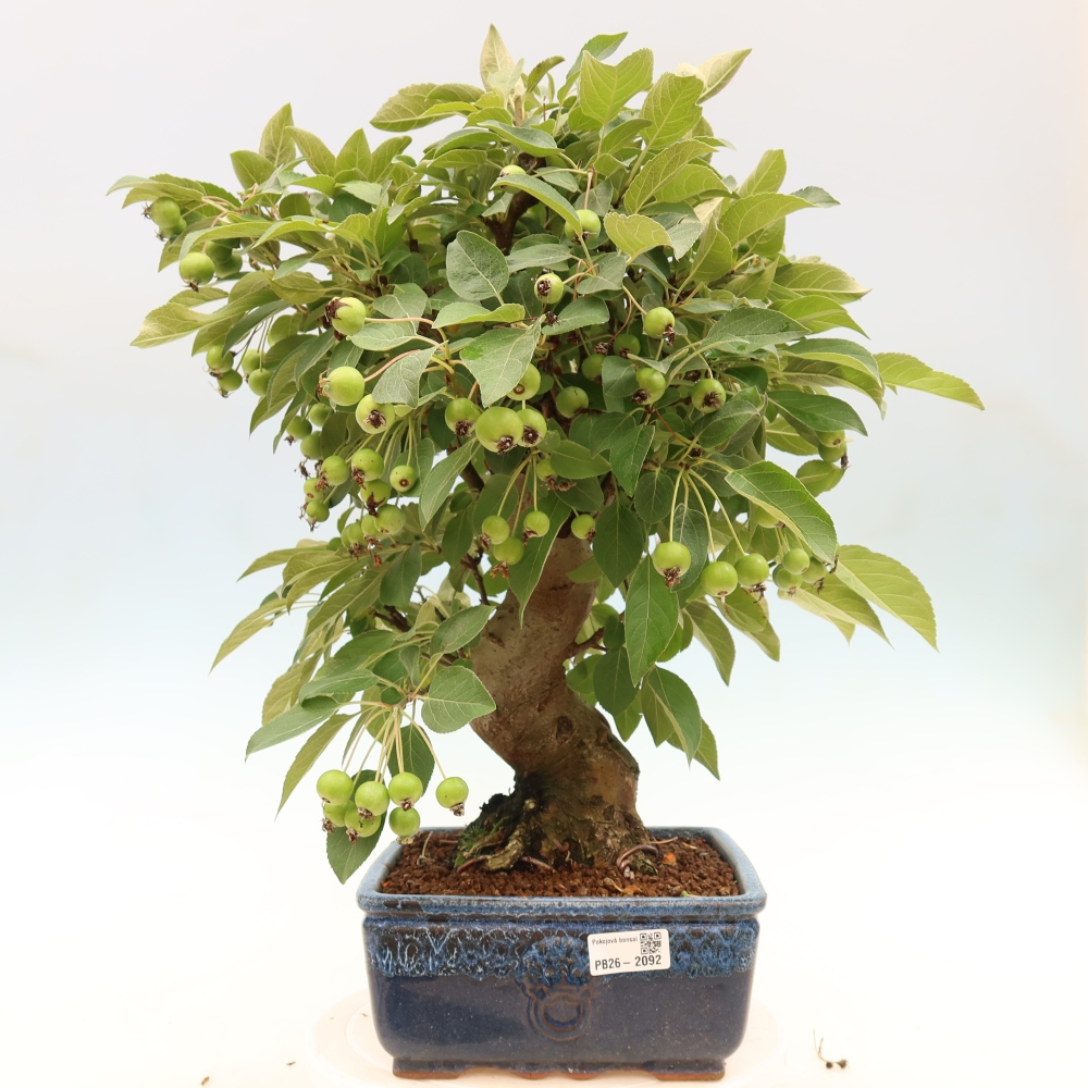 Outdoor bonsai -Malus halliana - Small-fruited apple tree