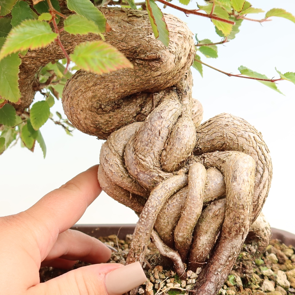 Outdoor bonsai -Carpinus CARPINOIDES - Korean Hornbeam