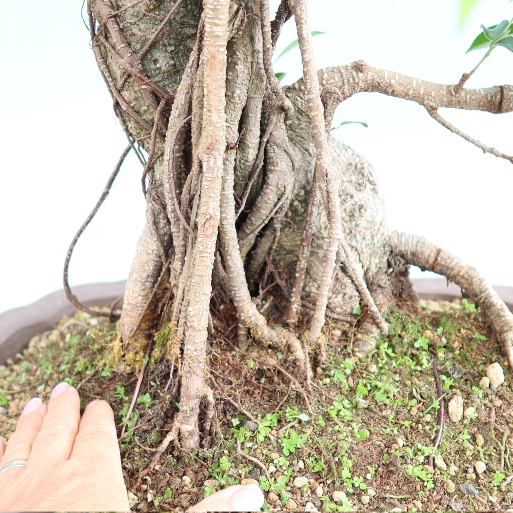 Room bonsai - Ficus kimmen - small-leaved ficus