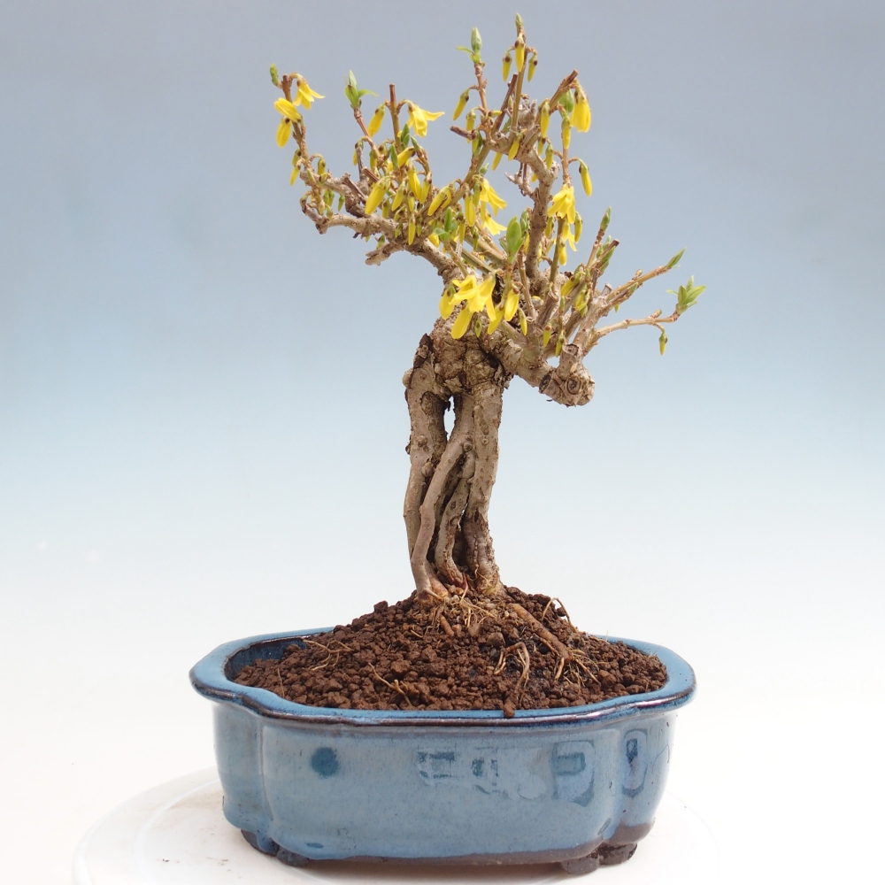 Outdoor bonsai - Zlatice - Forsythia koreana