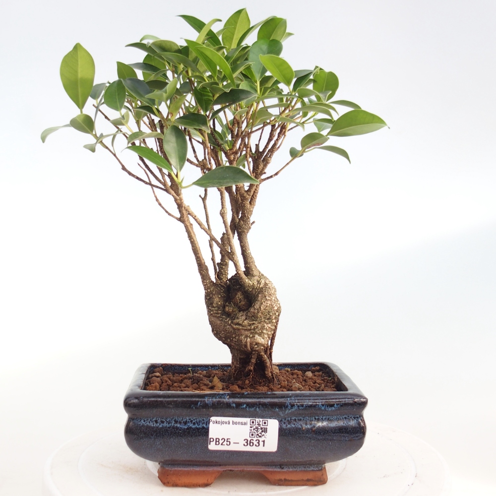 Room bonsai - Ficus retusa - small-leaved ficus