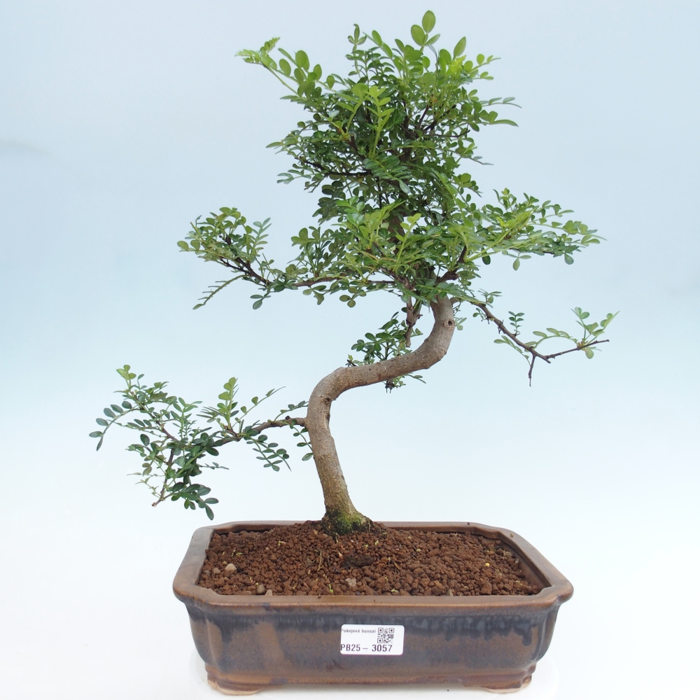 Indoor bonsai - Zantoxylum piperitum - pepper tree