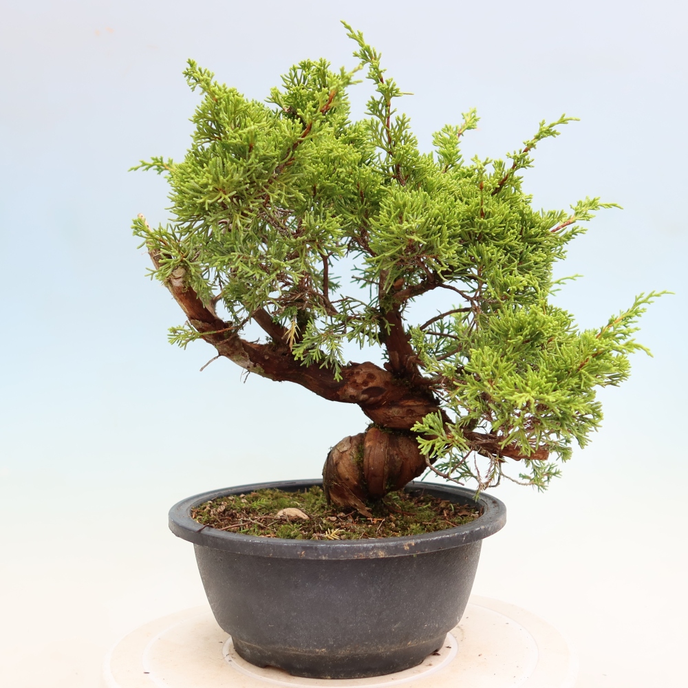 Outdoor Bonsai - Juniperus chinensis Itoigawa - Chinese Juniper