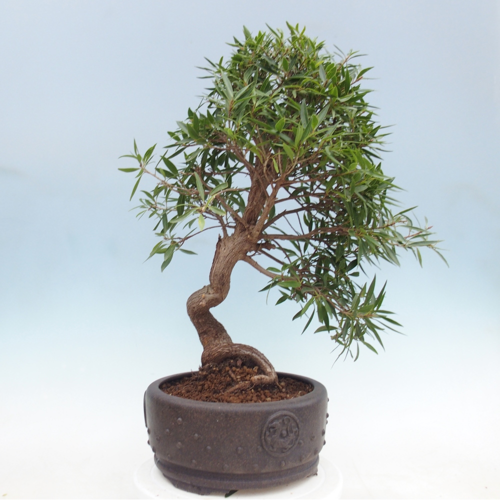 Room bonsai - Ficus nerifolia - small-leaved ficus