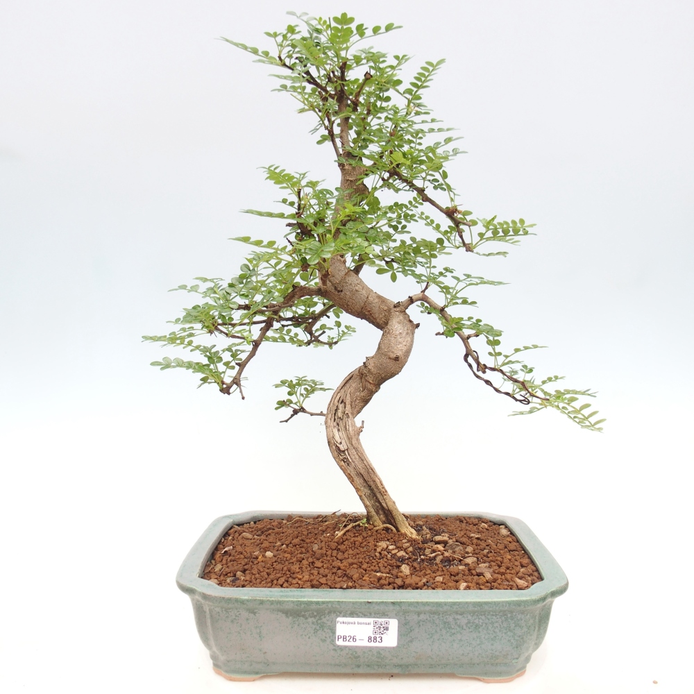 Room bonsai - Zantoxylum piperitum - pepper tree