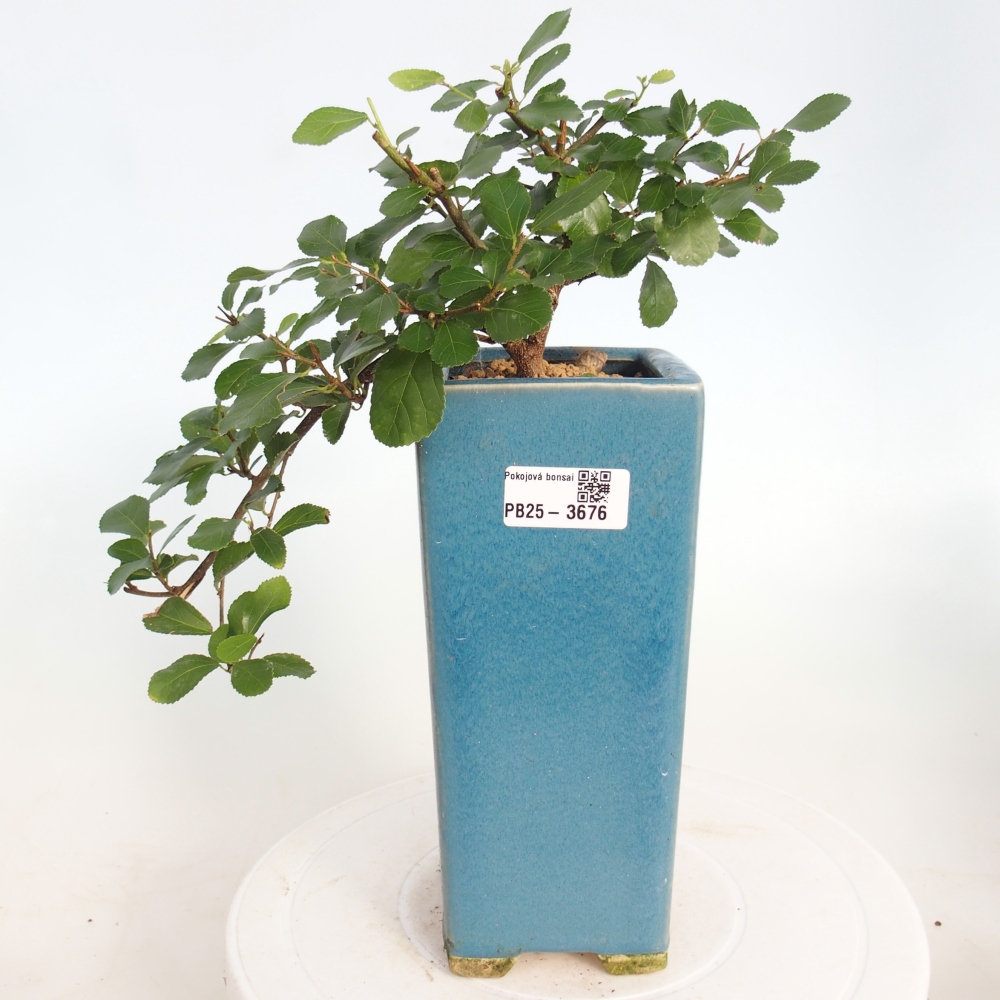 Indoor bonsai - Grewia occidentalis - Lavender Starfish