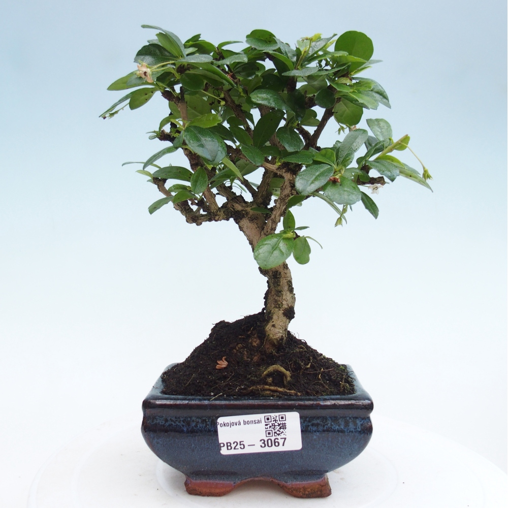 Indoor bonsai - Carmona macrophylla - Fuki tea