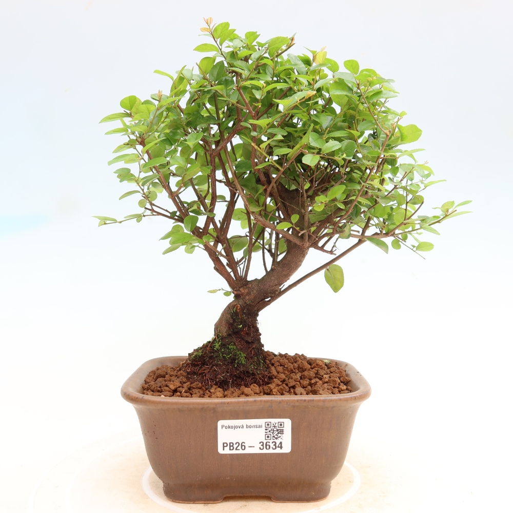 Room bonsai - Sageretia thea - Sageretia thea