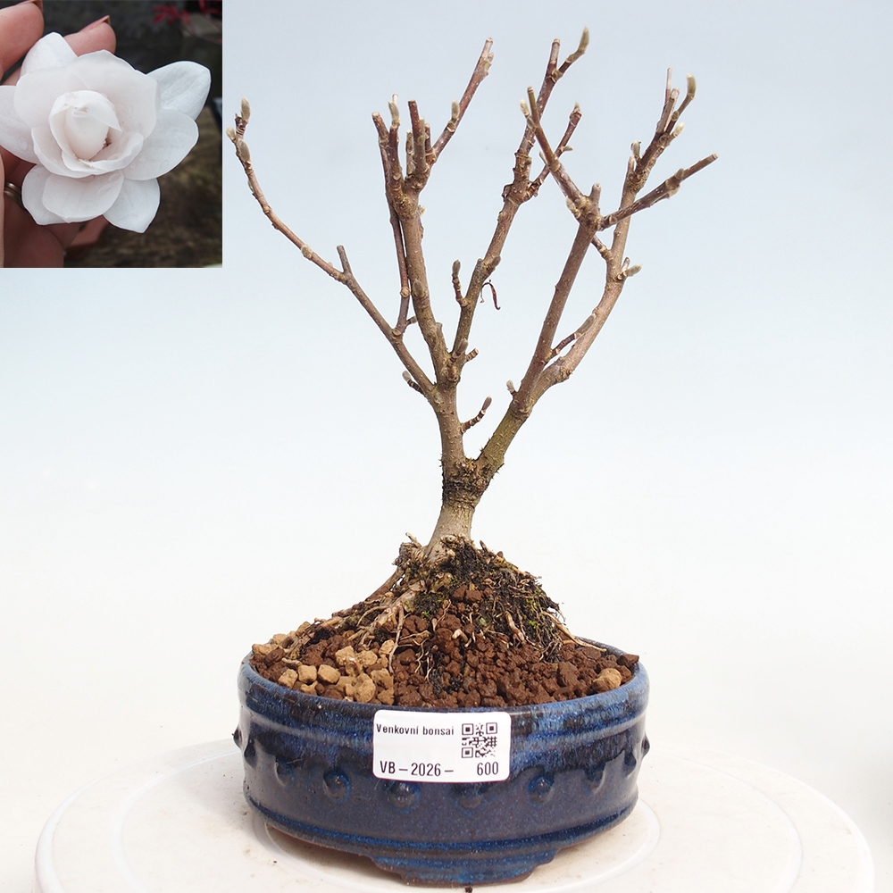 Outdoor bonsai - Magnolia stellata