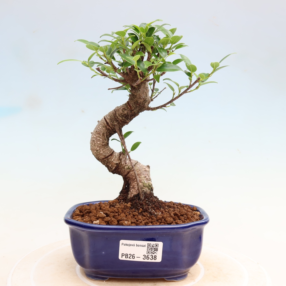Room bonsai - Ficus kimmen - small-leaved ficus
