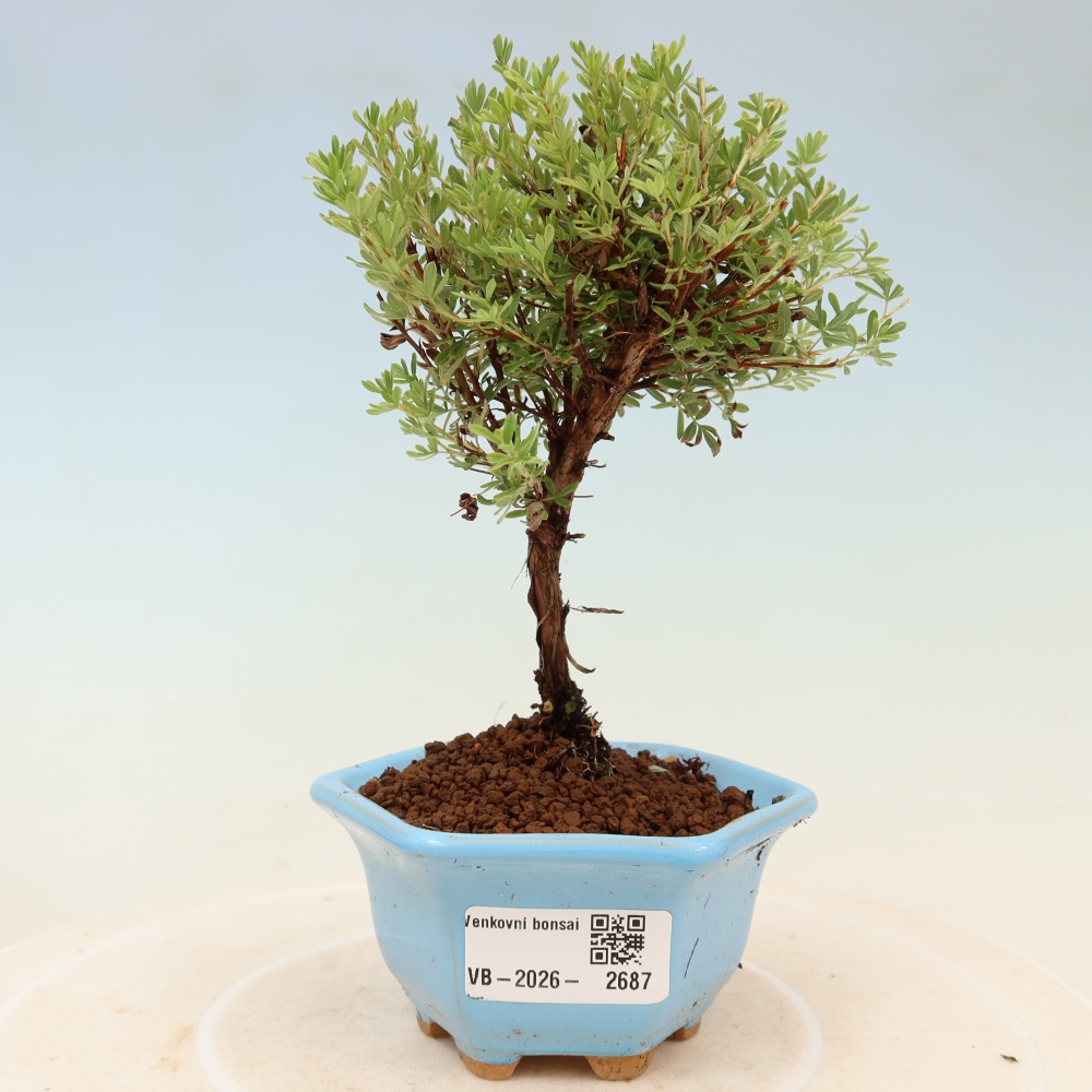 Outdoor Bonsai—Shrubby Cinquefoil (Potentilla fruticosa) 'Goldkissen'