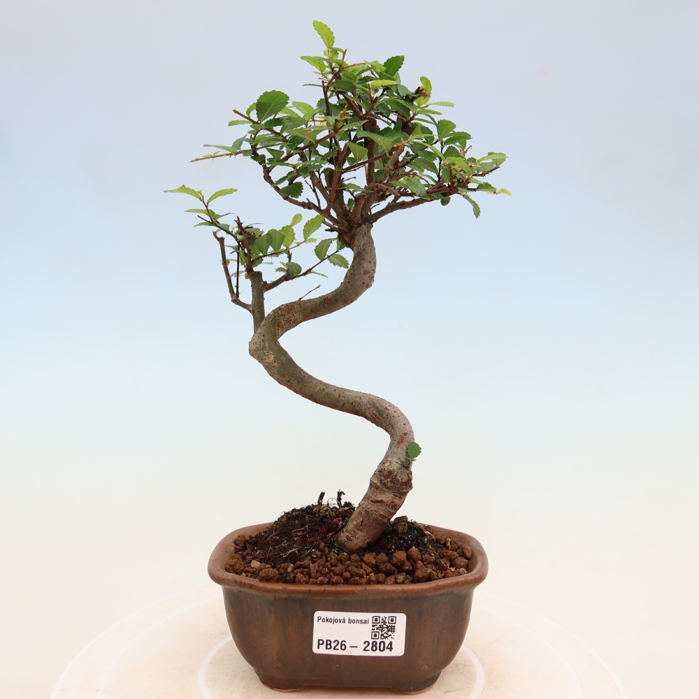 Room bonsai - Ulmus parvifolia - Small-leaved elm
