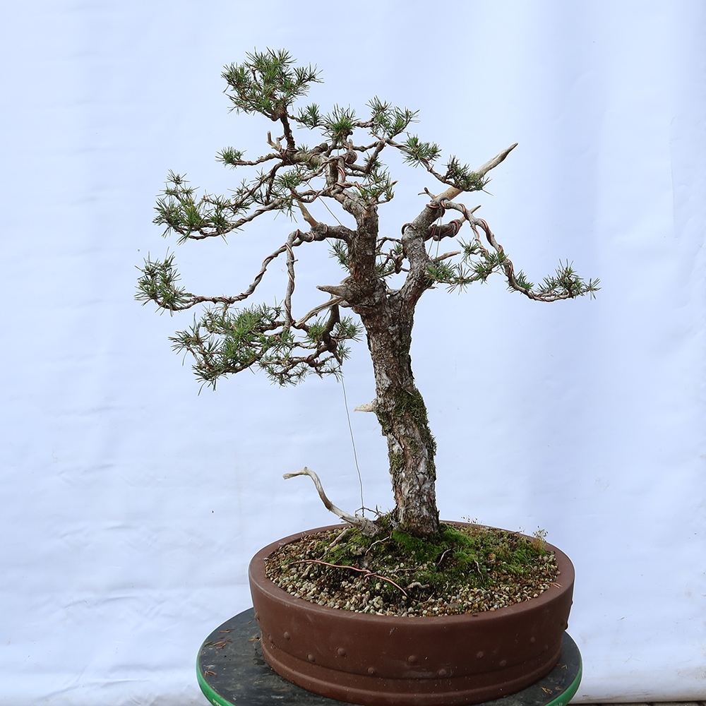 Pinus sylvestris Spain - Scots pine