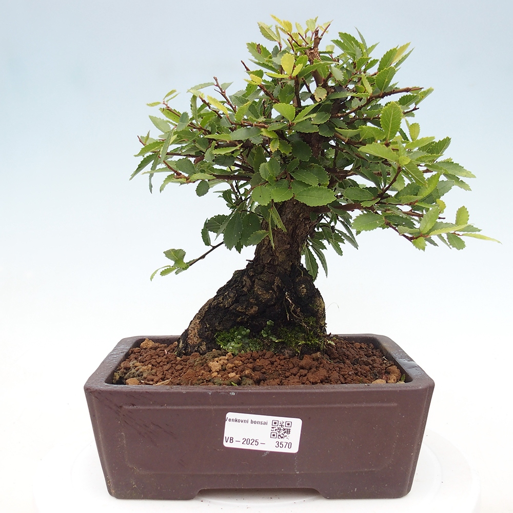 Outdoor bonsai - Zelkova - Zelkova NIRE
