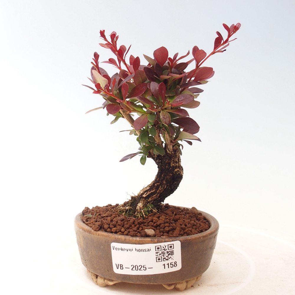 Outdoor bonsai - Berberis thunbergii Kobold - Dřištál Thunberg's