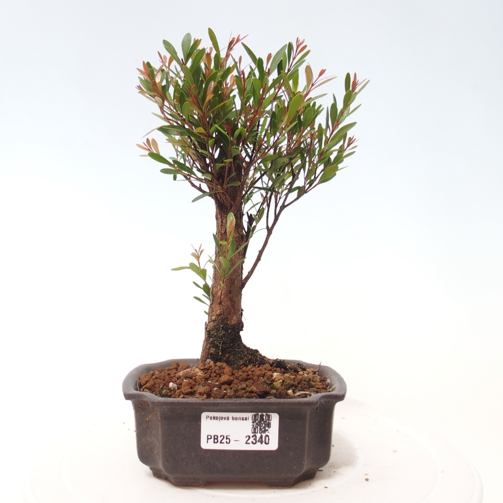 Room bonsai - Syzygium - Pimentovník