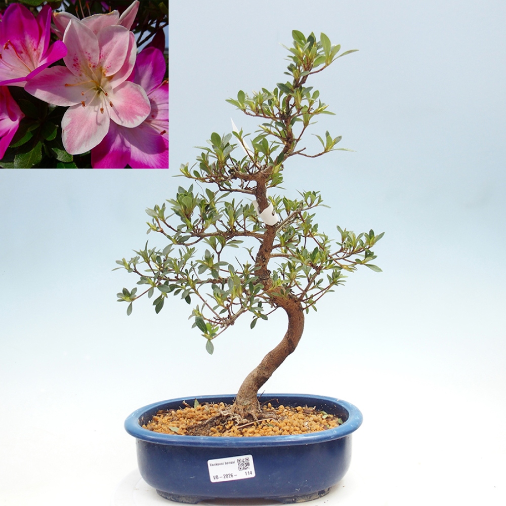 Outdoor bonsai - Japanese azalea - Azalea MURASAKI
