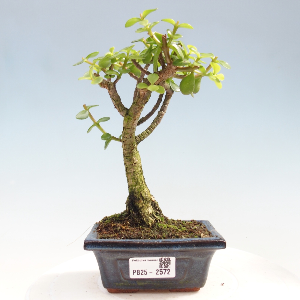 Indoor bonsai - Portulakaria Afra - Tlustice