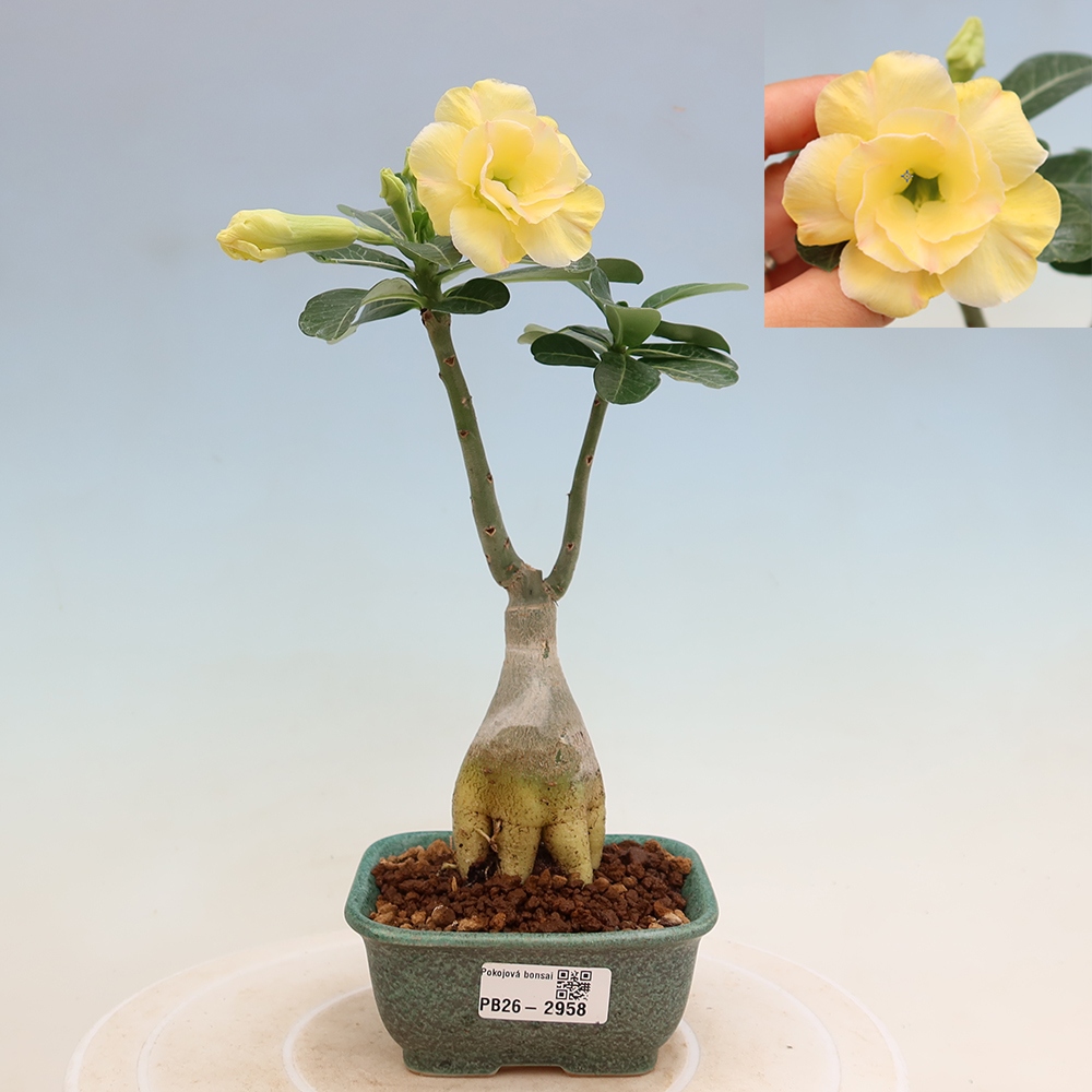 Indoor Bonsai - Adenium obesum Grafted Alonza  - Desert Rose