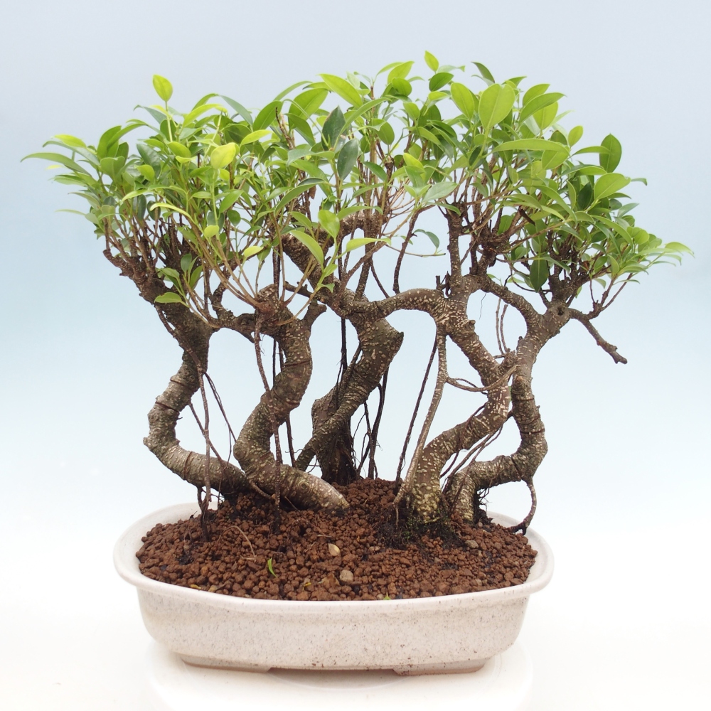 Room bonsai - Ficus kimmen - small-leaved ficus