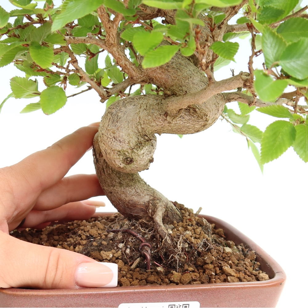 Outdoor bonsai -Carpinus coreana - Korean Hornbeam