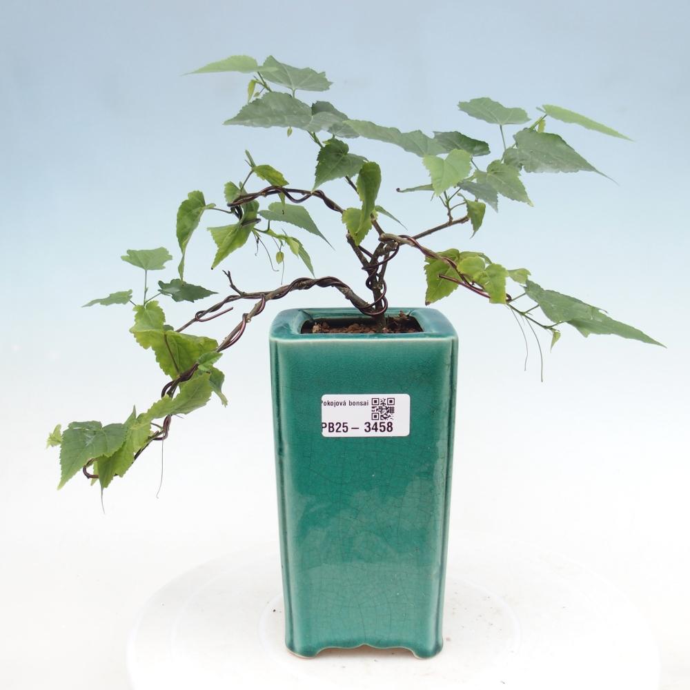 Indoor bonsai - Abutilon Big Bell - Cloudberry