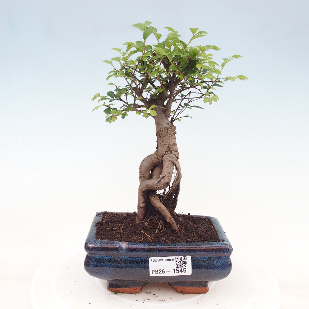 Room bonsai - Ulmus parvifolia - Small-leaved elm