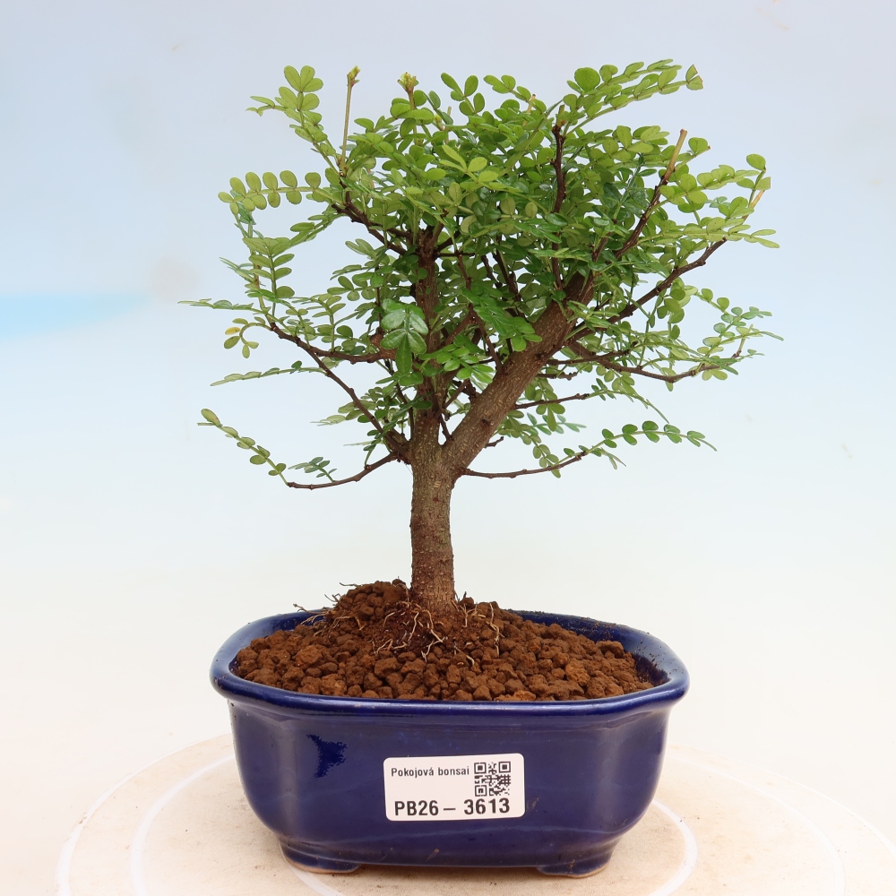 Room bonsai - Zantoxylum piperitum - pepper tree