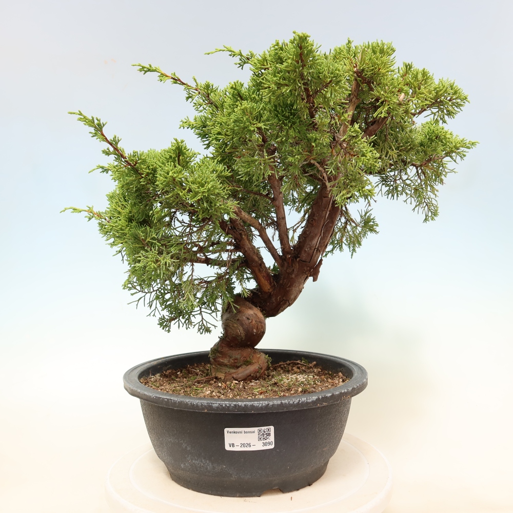 Outdoor Bonsai - Juniperus chinensis Itoigawa - Chinese Juniper