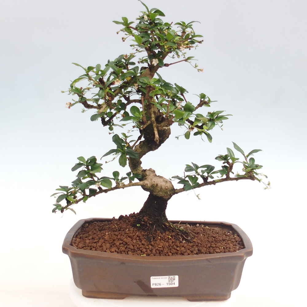 Room bonsai - Carmona macrophylla - Tea fuki