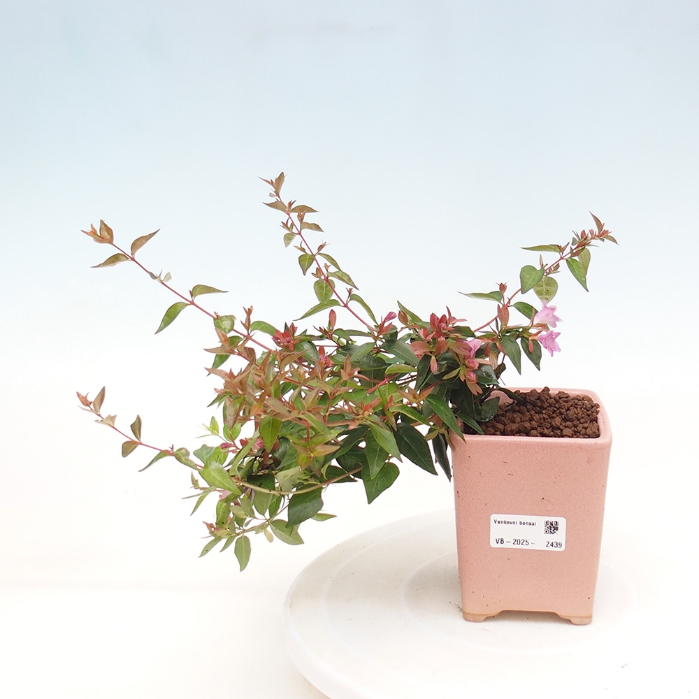 Outdoor bonsai - Abelia Grandiflora - Abelia grandiflora