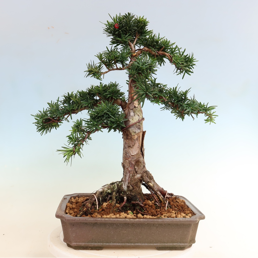 Outdoor Bonsai - Taxus cuspidata  - Japanese yew