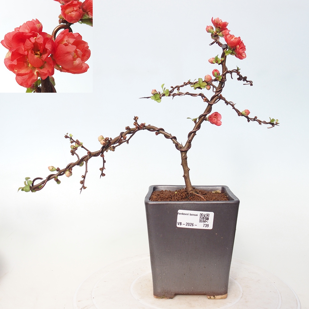Outdoor bonsai - Chaneomeles s. Red Joy - Quince