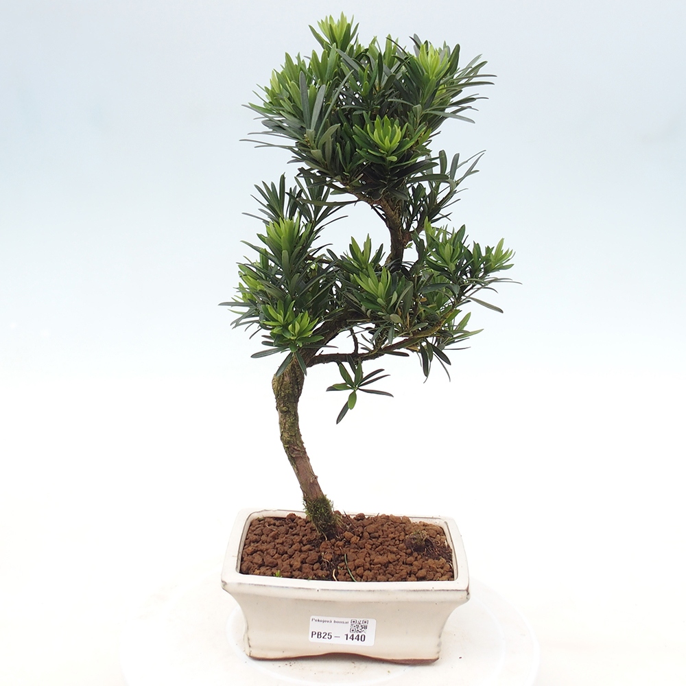 Indoor bonsai - Podocarpus - Stone thous