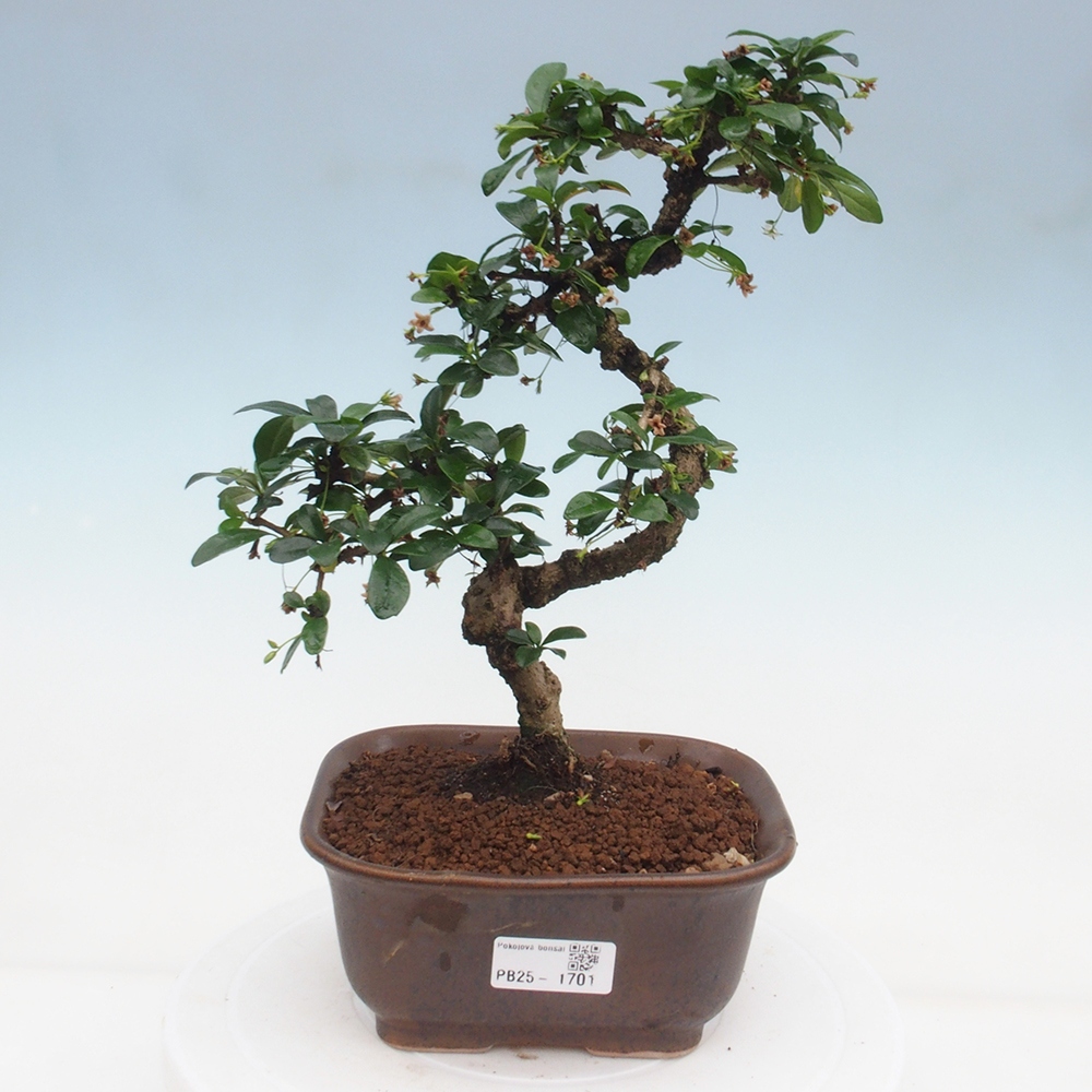 Room bonsai - Carmona macrophylla - Tea fuki