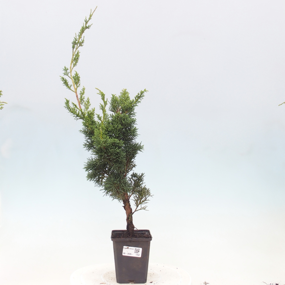 Outdoor bonsai - Juniperus chinensis Kishu