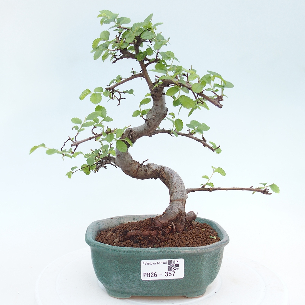 Room bonsai - Ulmus parvifolia - Small-leaved elm