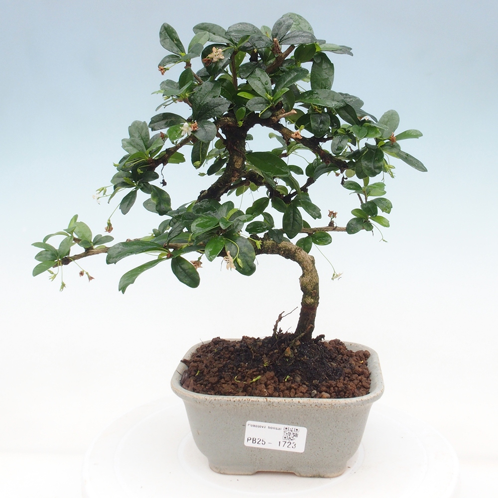 Indoor bonsai - Carmona macrophylla - Fuki tea