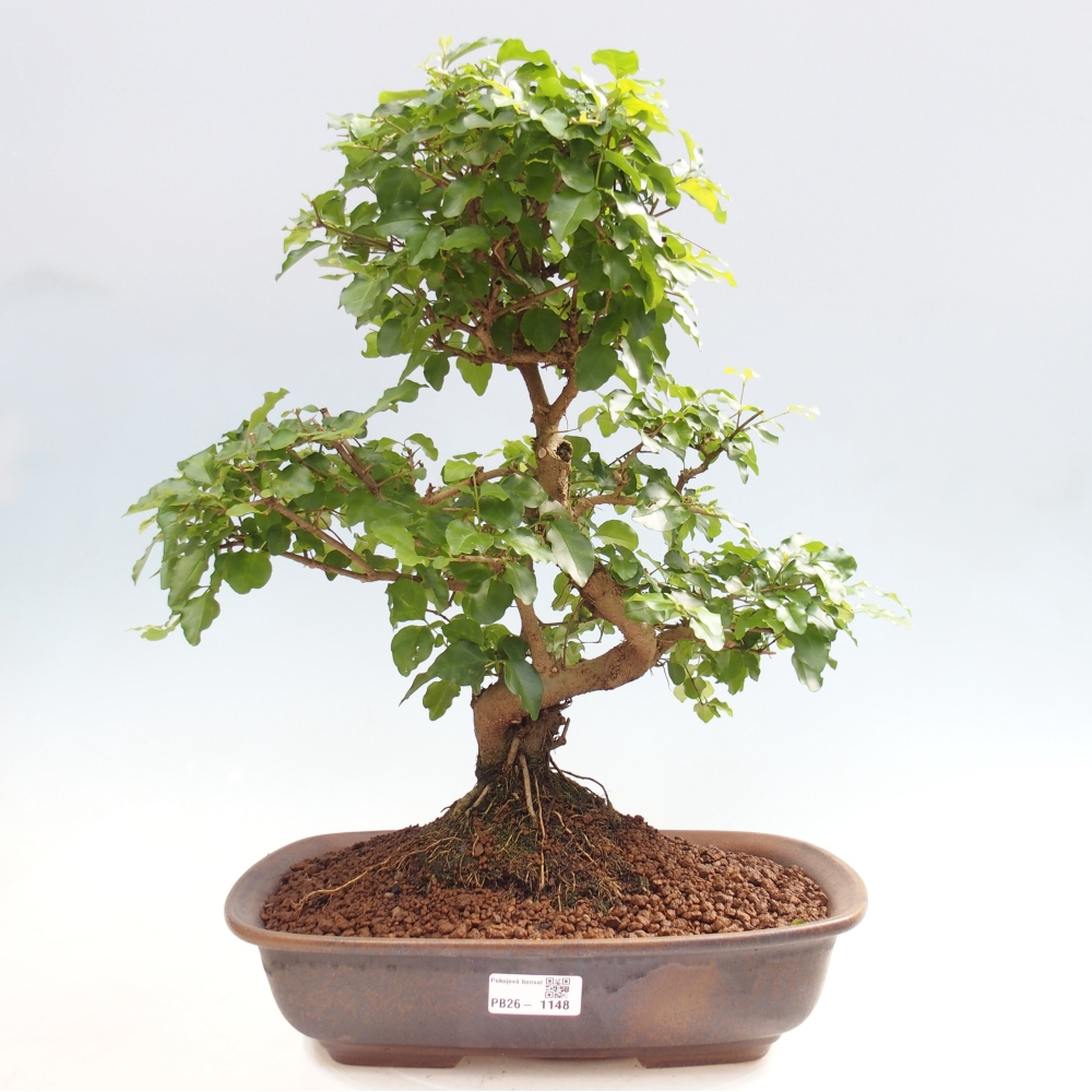 Room bonsai -Ligustrum chinensis - Birds Beak