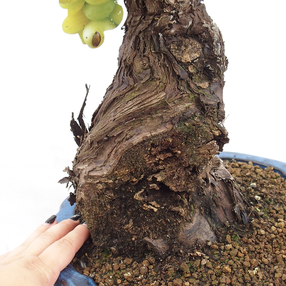 Outdoor bonsai - Vitis vinnifera MUSKAT ITALIA  - Grapevine