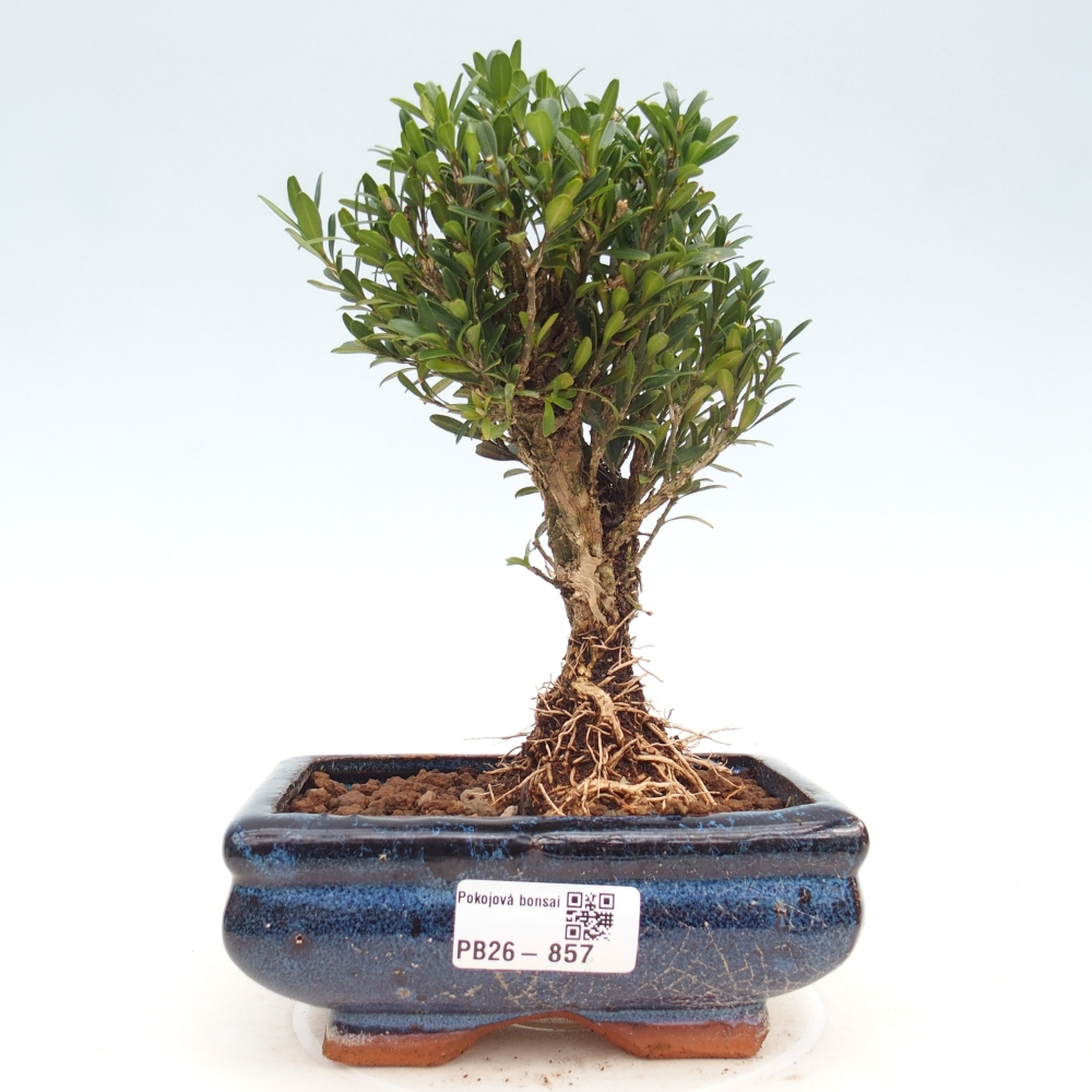 Room bonsai - Buxus harlandii - cork buxus